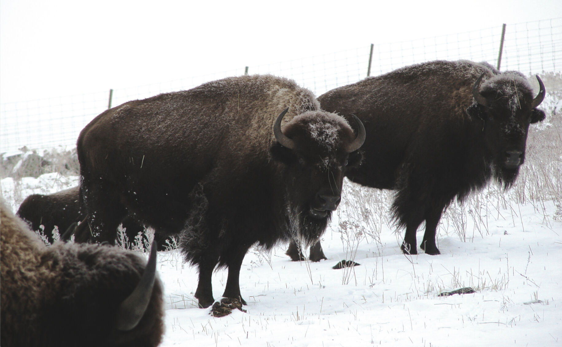 Winter Bison